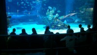 /album/csopa-es-tropicarium/dsc-1163-jpg/