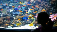 /album/csopa-es-tropicarium/dsc-1173-jpg/