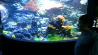 /album/csopa-es-tropicarium/dsc-1177-jpg/