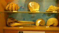 /album/csopa-es-tropicarium/dsc-1189-jpg/