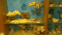/album/csopa-es-tropicarium/dsc-1191-jpg/